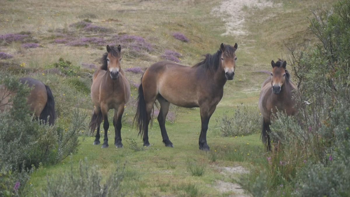 VIDEO: Een selfie met een exmoor pony op Terschelling? Doe dat maar niet