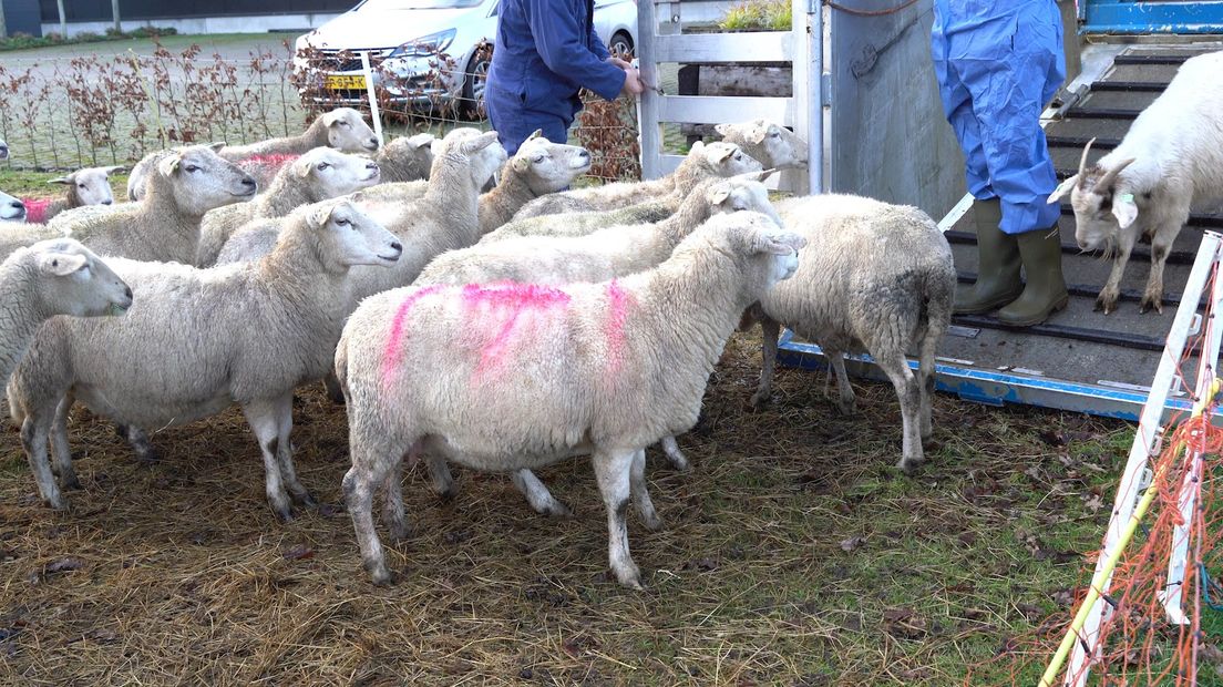 De 80 schapen van blinde schaapsherder Henk uit Slagharen werden gisteren in beslag genomen