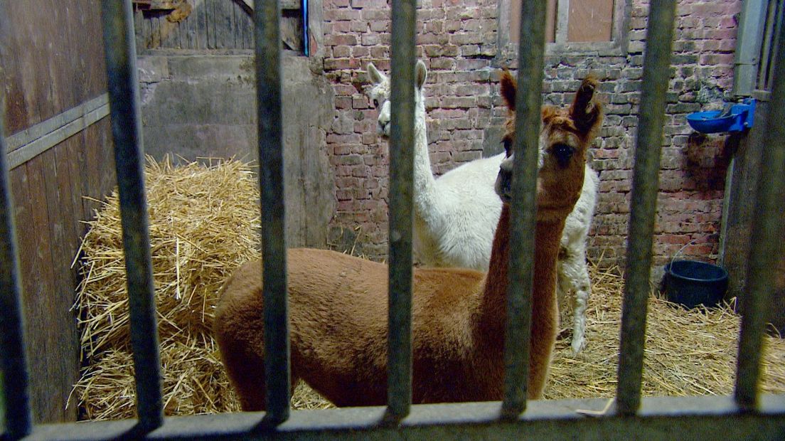 Hummer (wit) en Sukke (bruin) vinden troost bij elkaar in Sint Kruis