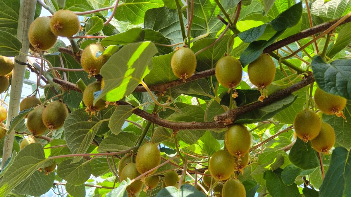 Deze exotische vrucht wordt alleen hier geteeld: 'Uitdaging om te doen'
