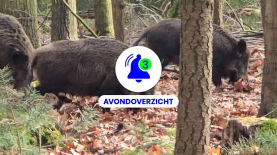 Zwijnen graven erop los, bijzondere documentaire en kerkbouwer overleden op zondag 22 maart