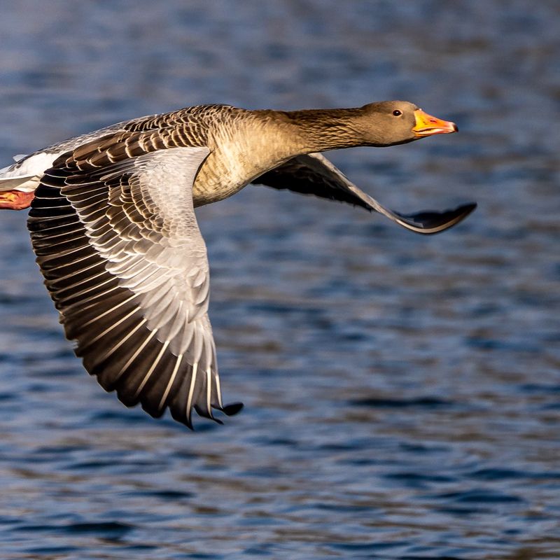 Friese BBB wil meer ruimte van Rijk om ganzeneieren te prikken - Omrop ...