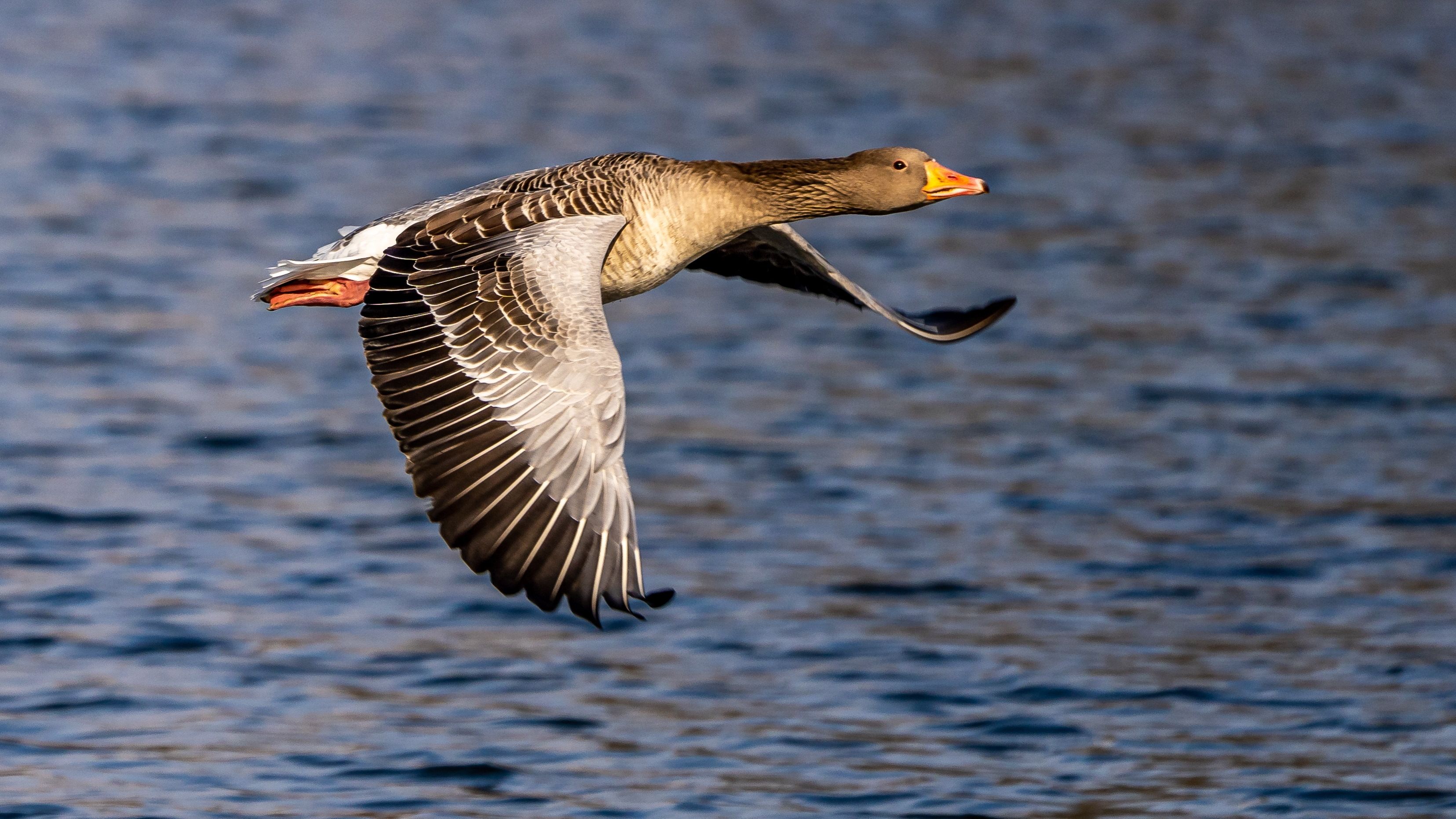 Provincie wil ganzen afschieten en eieren verwijderen, na noodkreet van ...