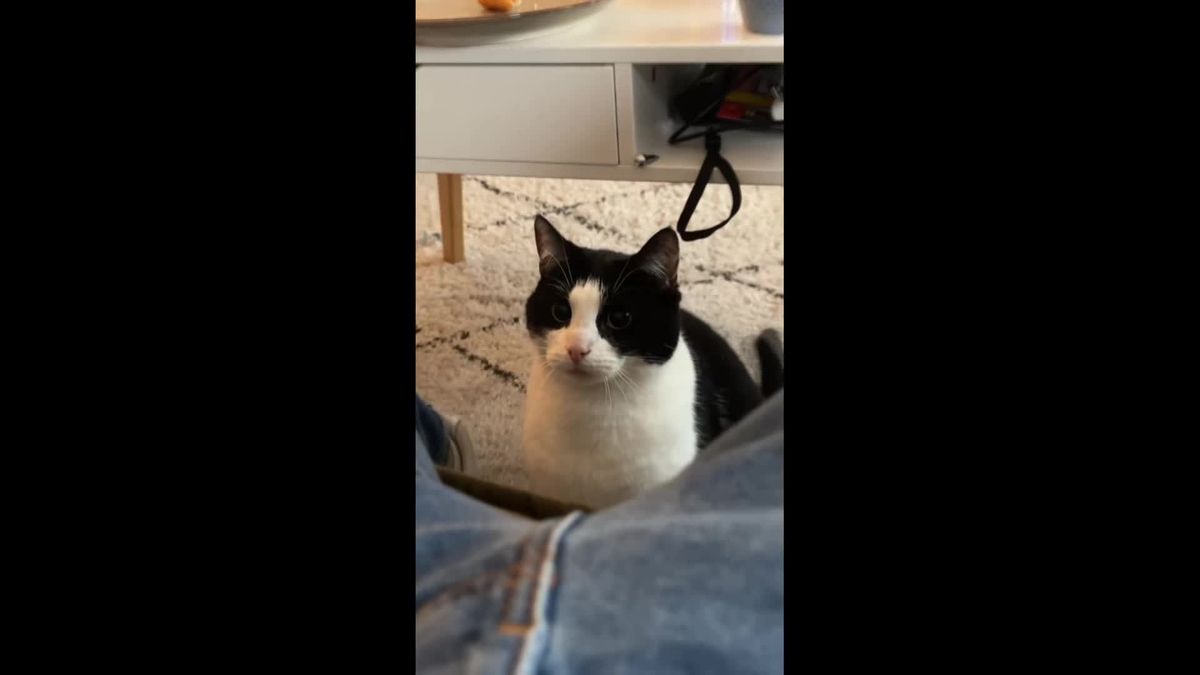 Kat Kiwi uit Assen terroriseert haar baasje en gaat viral