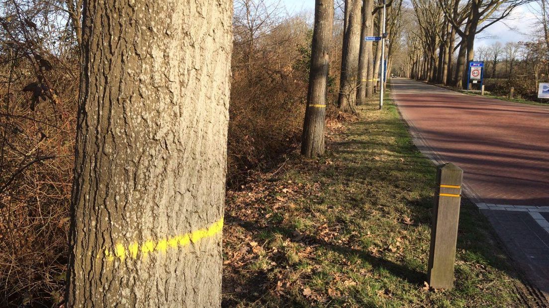 Zes bomen, die geel gemerkt zijn langs de Peesterstraat, mogen van de rechter gekapt worden voor het plan Oosterveld bij Norg (Rechten: Margriet Benak / RTV Drenthe)