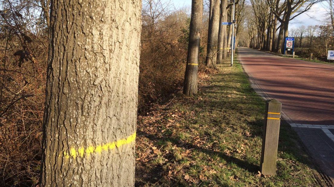 Er is kritiek op het bomenkapbeleid in De Wolden (Rechten: archief RTV Drenthe / Margriet Benak)