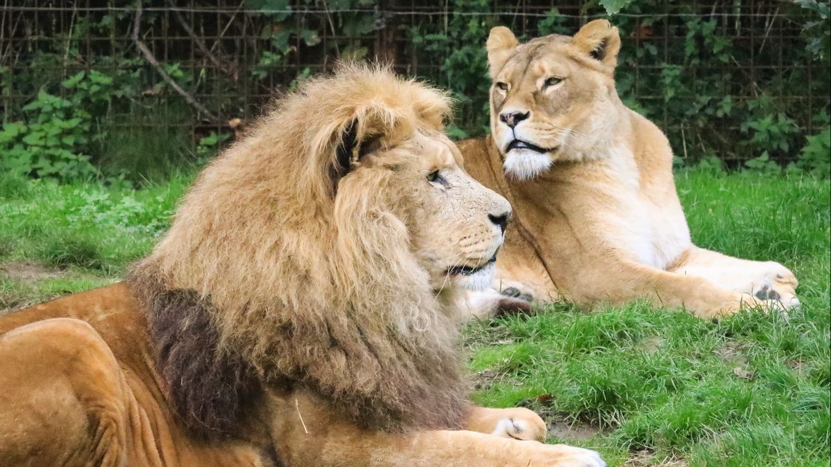 GaiaZOO zoekt wéér een nieuwe leeuw, maar waar haal je die eigenlijk vandaan?