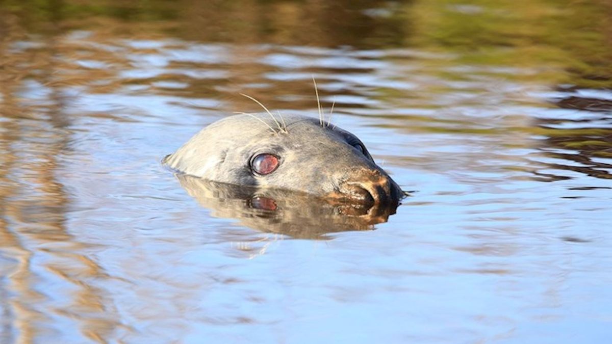 Verdwaalde zeehond komt via Overijssel in Rogat terecht