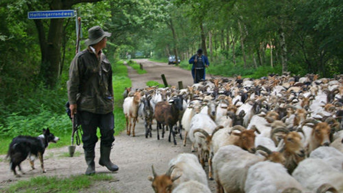 Holtinger schaapskudde bij Uffelte ingeënt en weer te bezoeken