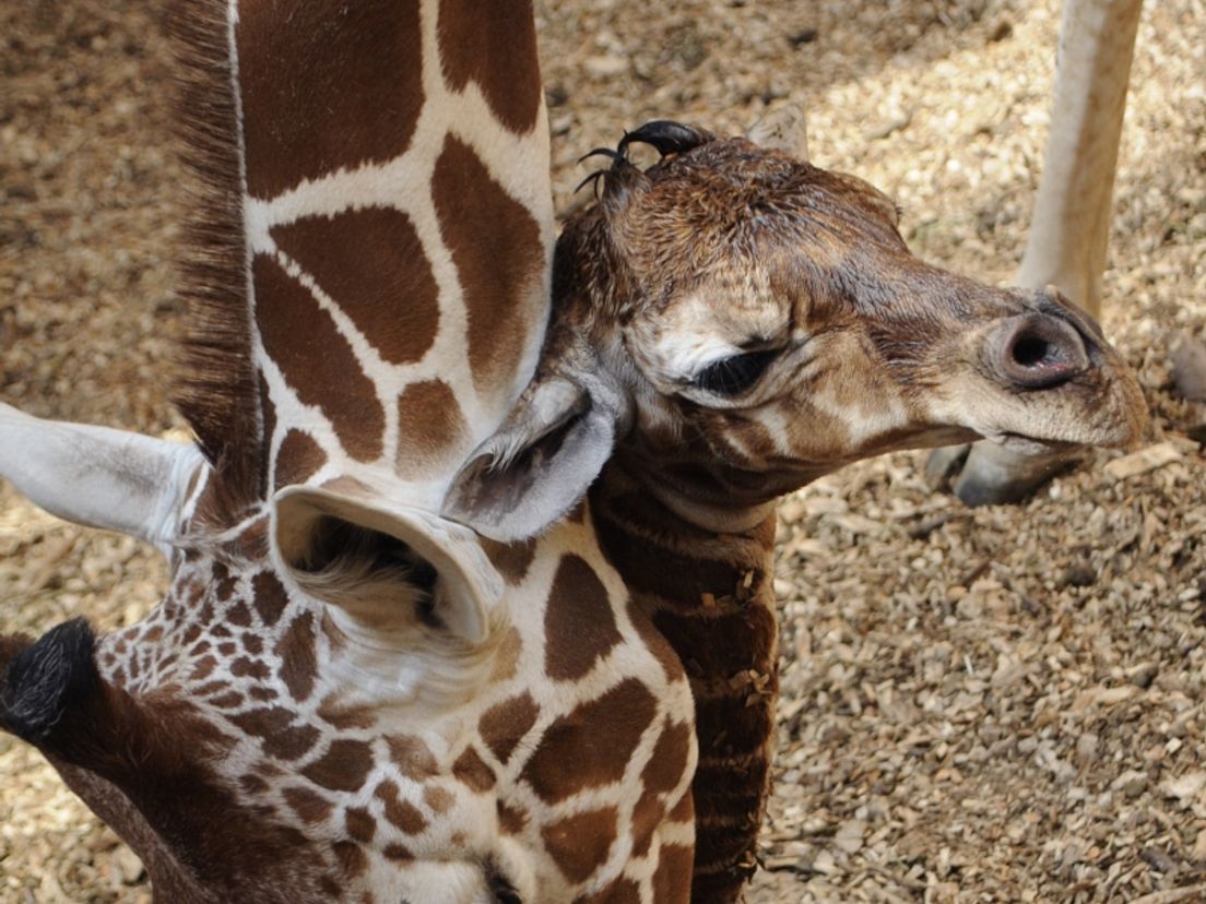 In Blijdorp staan twee giraffen op de nominatie om een spuitje te krijgen (archieffoto).