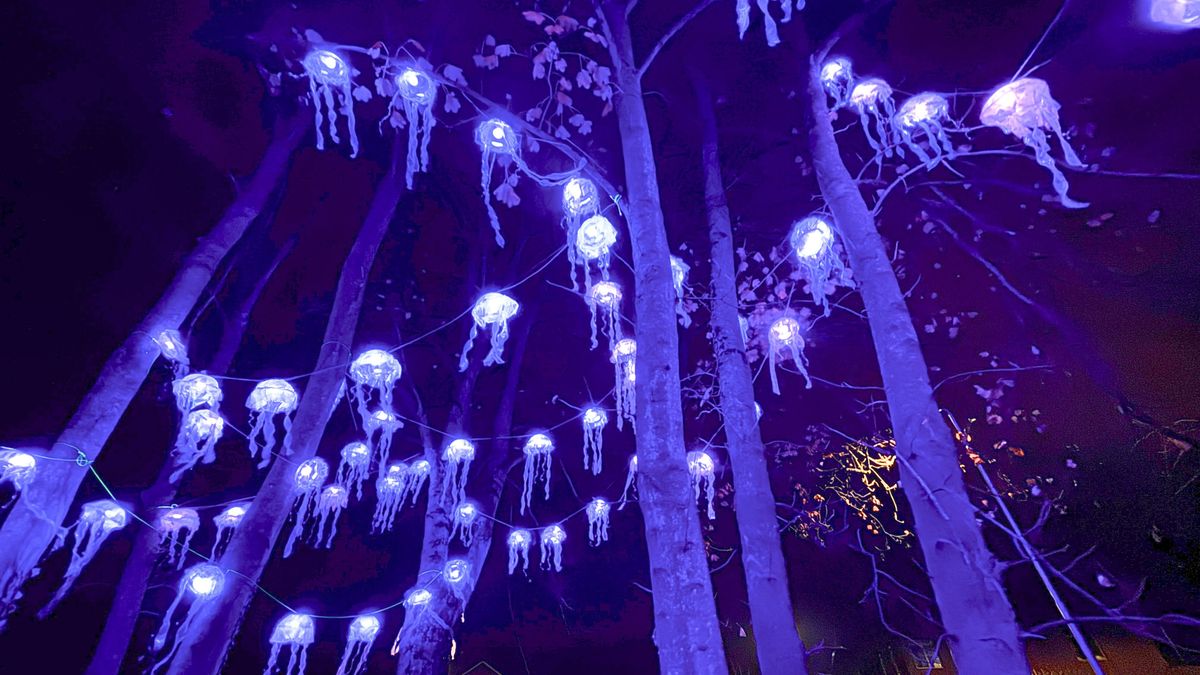 Lichtjeswandeling voor Nathan verbindt Aardenburg: 'Je ziet de saamhorigheid groeien'