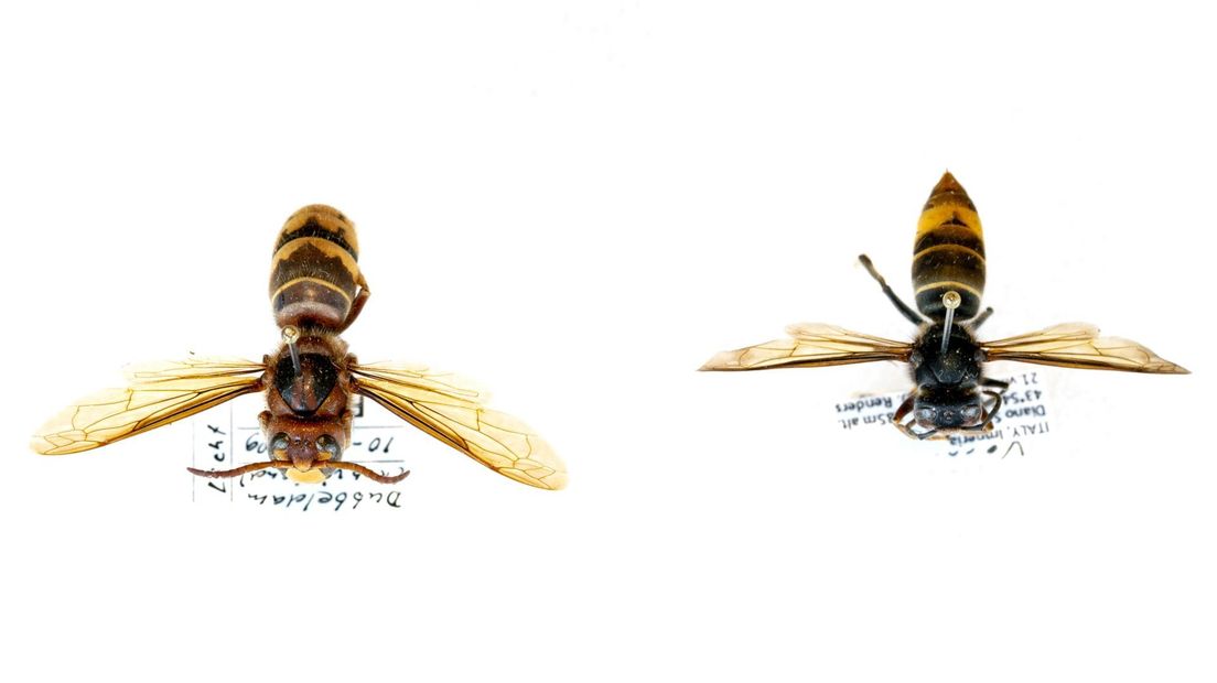 Links de Europese Hoornaar (Vespa crabro) en rechts de Aziatische Hoornaar (Vespa velutina).