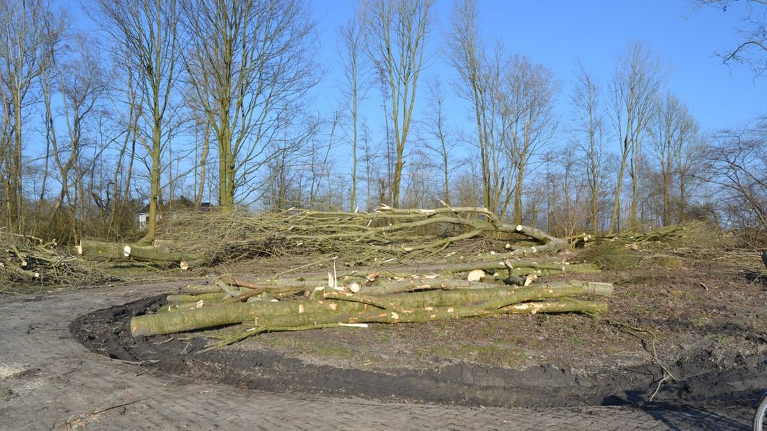 De gekapte bomen in Steendam