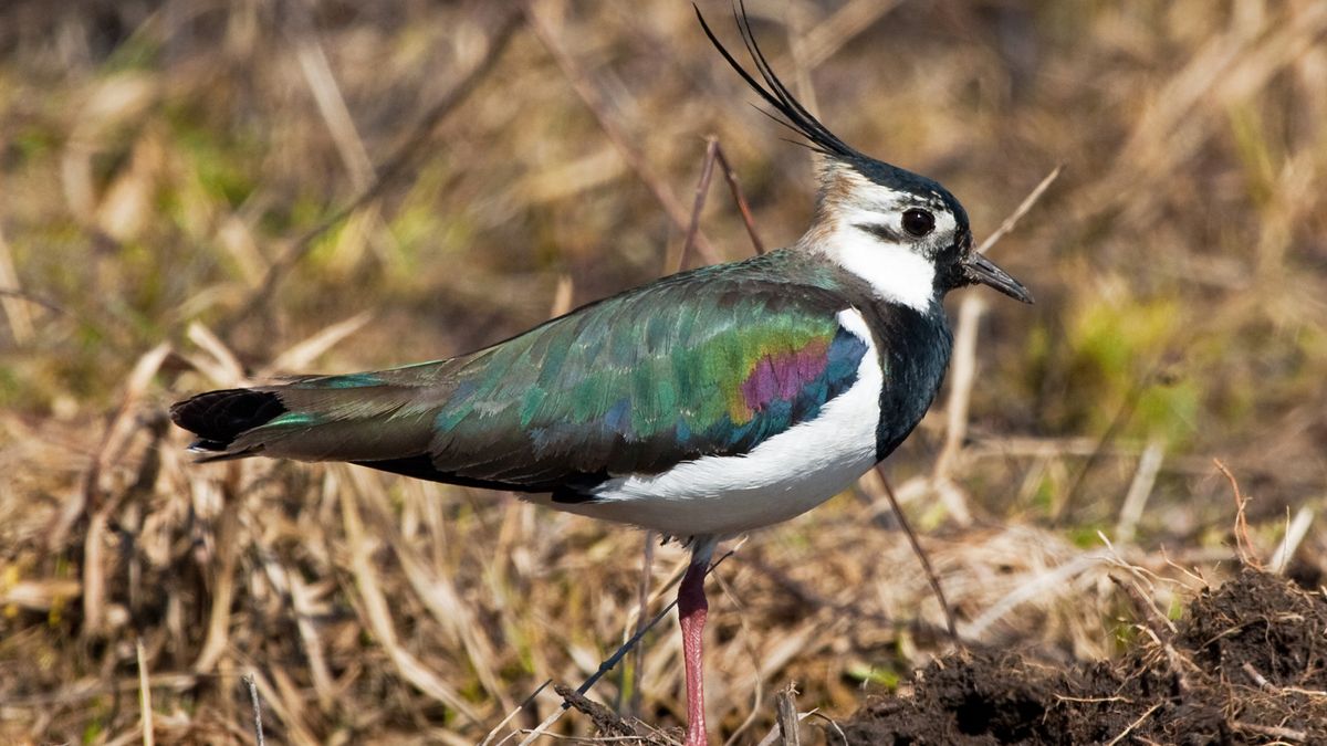 Kieviten vinden paradijselijke kraamkamer op aardappelveld in Nijelamer