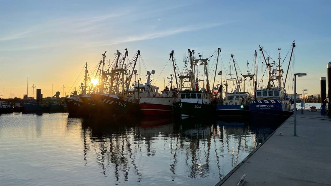 Garnalenkotters in de visserijhaven van Lauwersoog