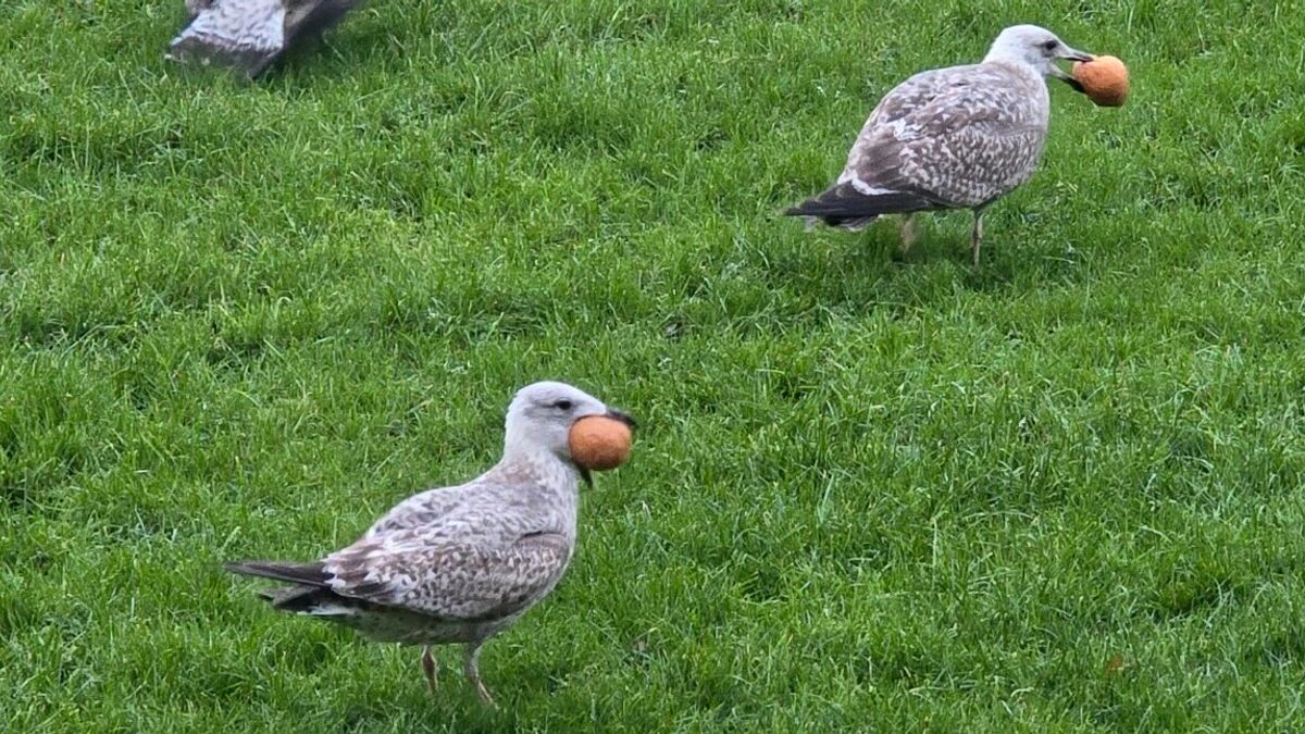 Oliebollen populair, carbid knalt door de hele provincie