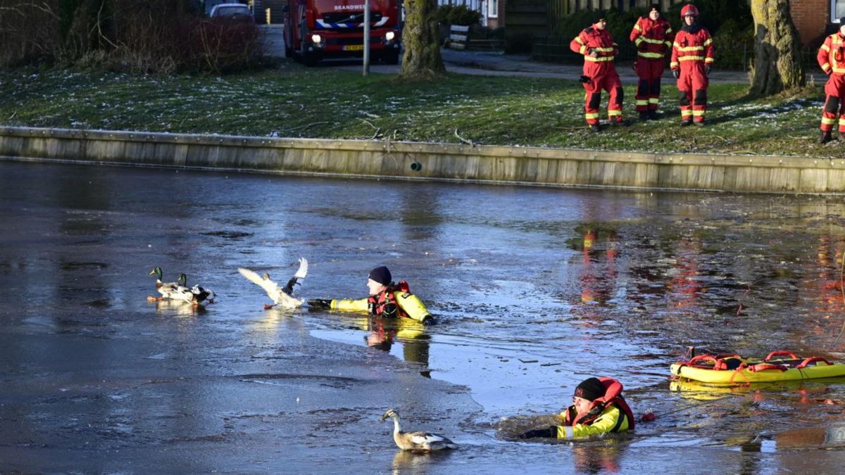 112-nieuws woensdag 10 januari: Auto's uit de bocht door gladheid • Eenden in nood worden gered