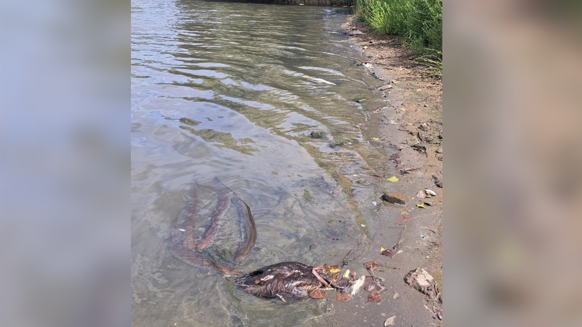 Dode vissen en watervogels in recreatieplas Laagraven