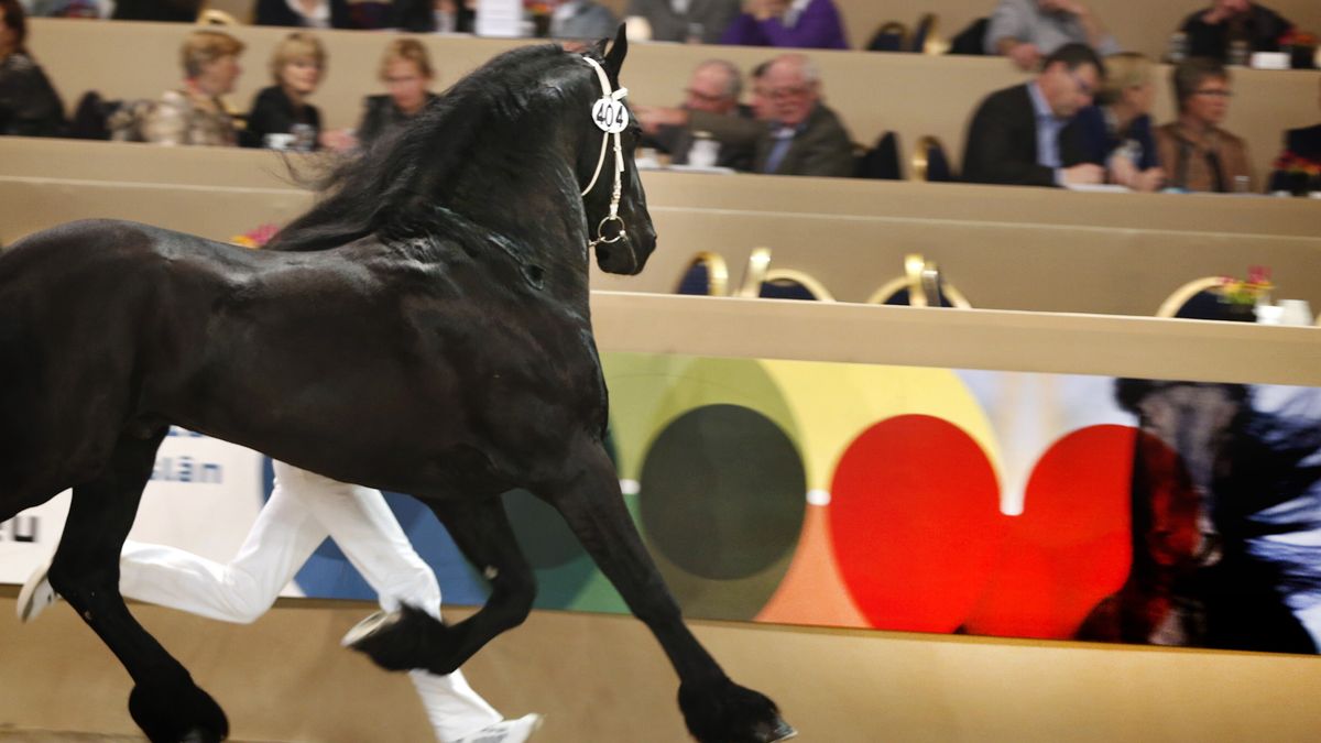Weer onrust bij het Friese hengstenstamboek, vergadering in Drachten gaat niet door