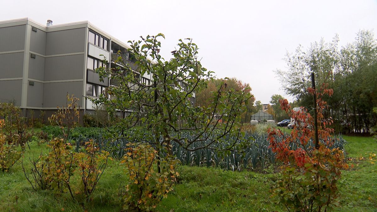Moestuin in Middelburg genomineerd voor landelijke prijs: 'Meer dan verdiend'