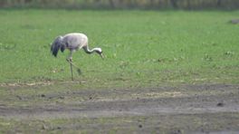 Marks Minuutje in De Onlanden