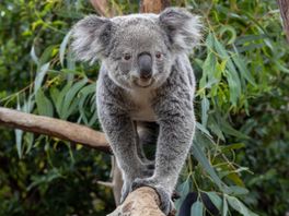 Koala's aangekomen in Ouwehands: 'Transport van dieren is altijd best spannend'