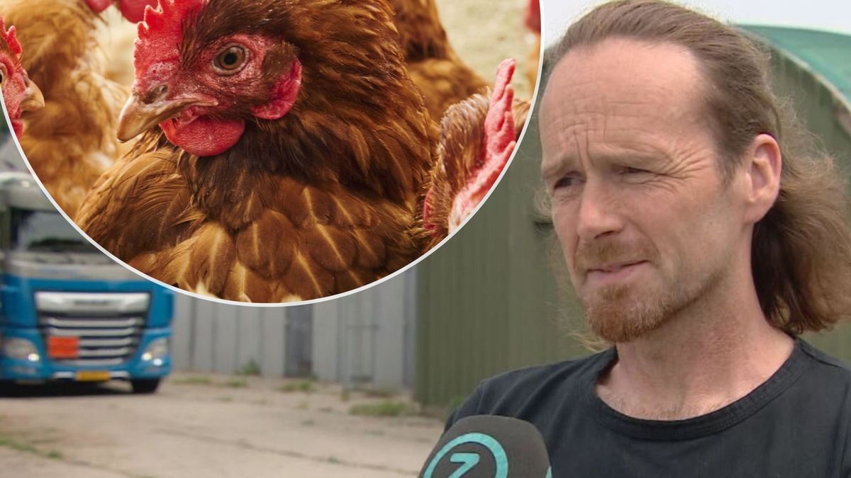 Pluimveehouder Léon aangeslagen nu zijn kippen geruimd worden: 'Ik kan me betere tijden voorstellen'