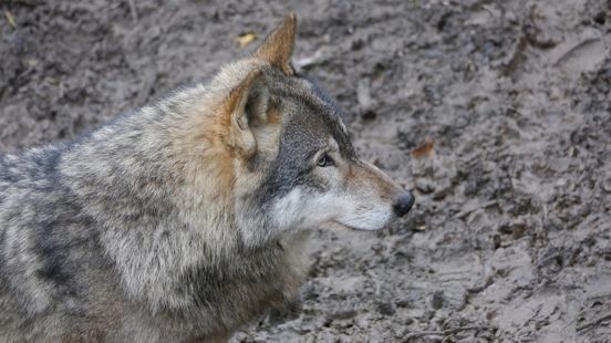 Dode wolvin gevonden langs A12, vermoedelijk aangereden. Dode wolvin gevonden langs A12, vermoedelijk aangereden.