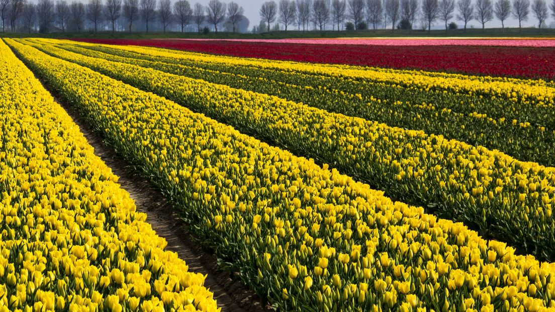 Tulpenveld in Aardenburg