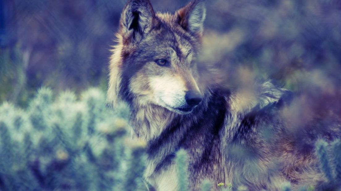 Rhedense: 'Ik heb een wolf gezien!'