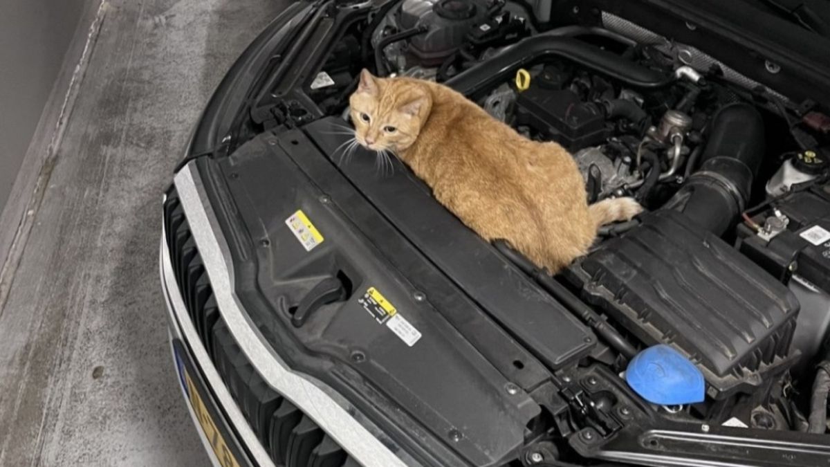 Poes Chica lift per ongeluk mee van Schiedam naar Dordrecht