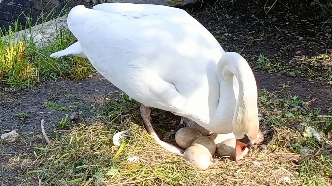 Moeder zwaan in het gras met haar eieren