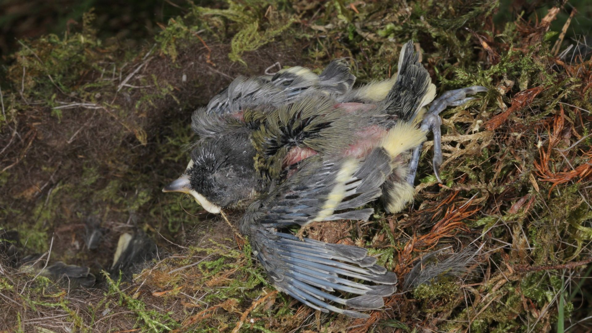 Koolmeeskuikens breken minder benen op Veluwe dankzij schelpen uit de zee