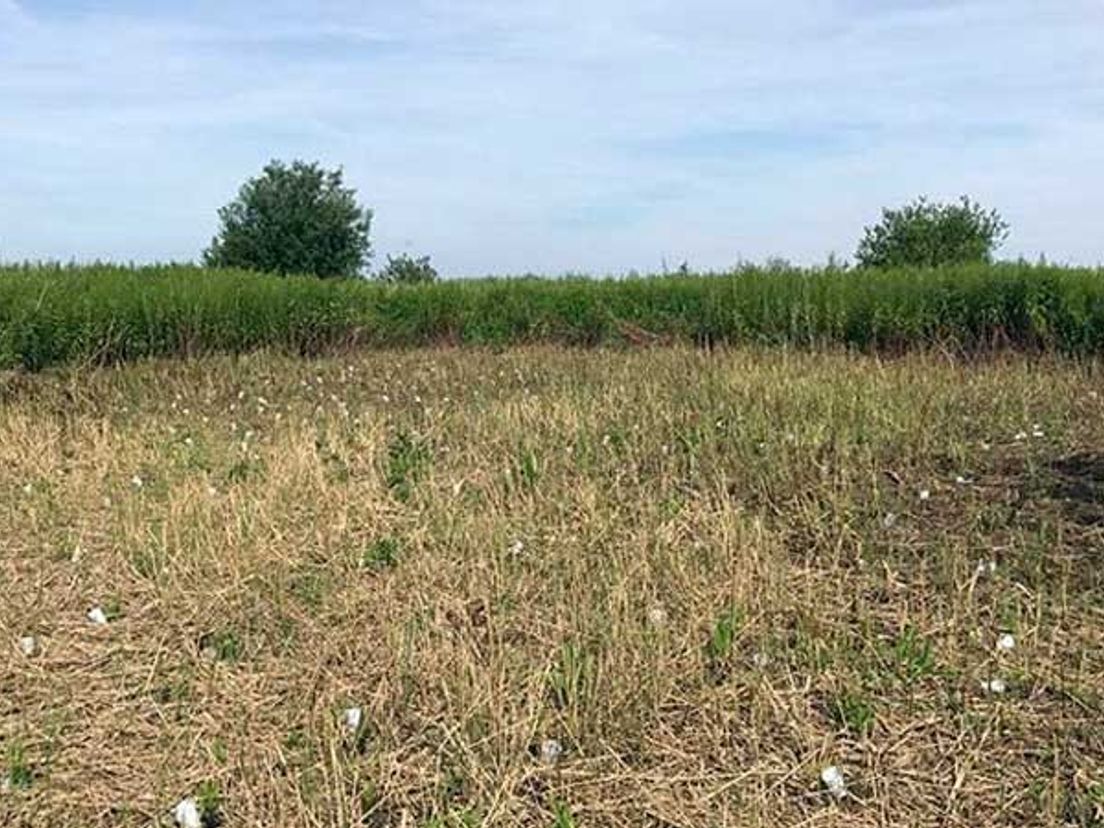 De plek van een plantage op Tiengemeten.