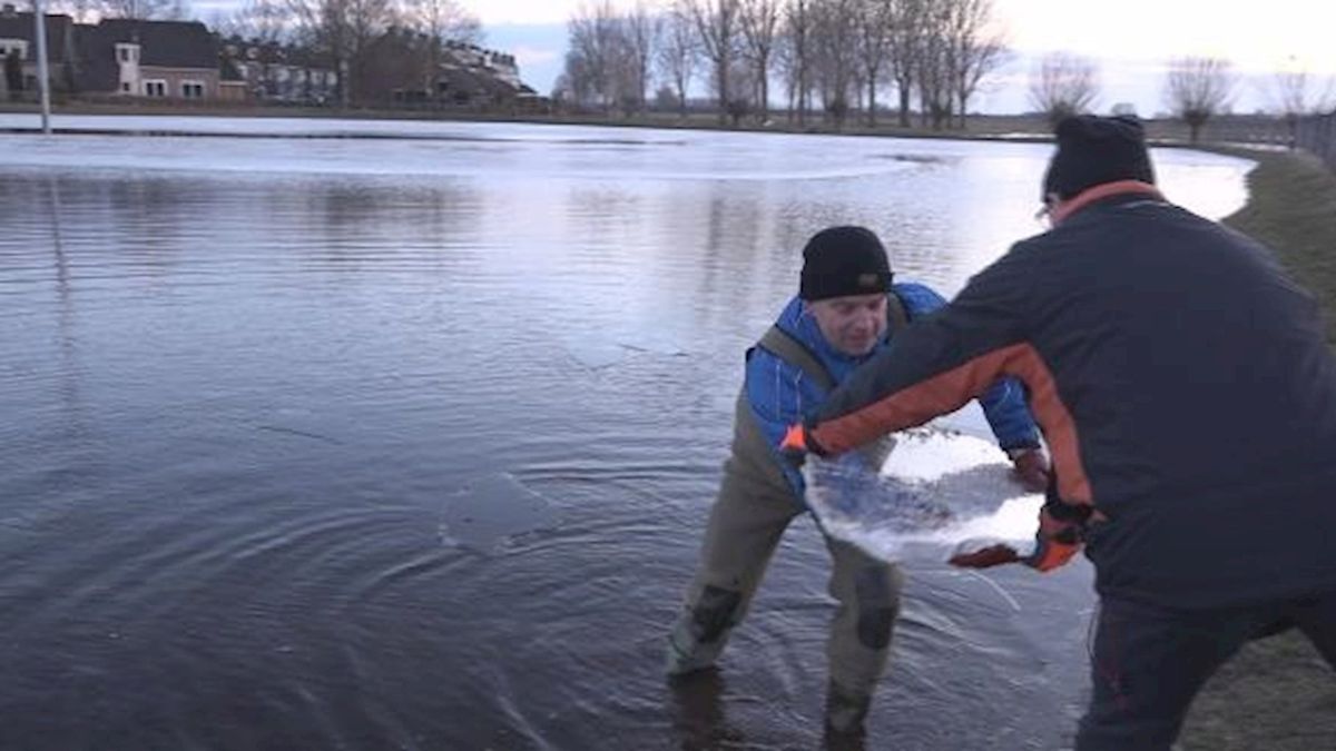 IJstranplantatie in Zwolle heeft gewerkt: vandaag schaatsen in wijk Westenholte