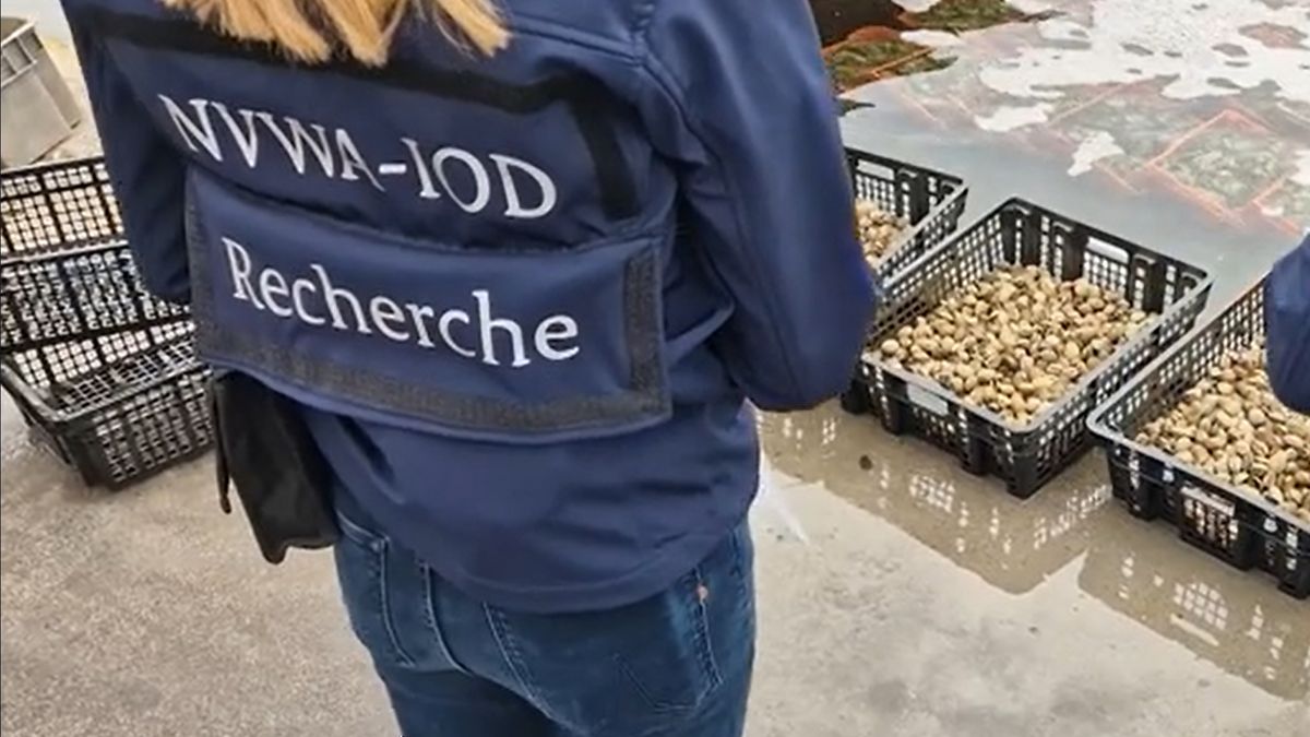 Zeeuws bedrijf verdacht van handel in illegaal gevangen tapijtschelpen