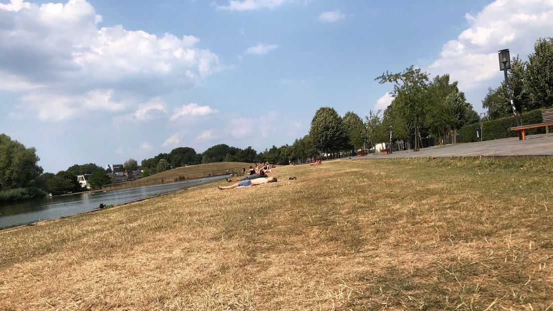 Geel gras in het Utrechtse Griftpark.