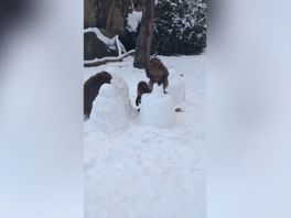 Gelada's vermaken zich met sneeuw in Diergaarde Blijdorp