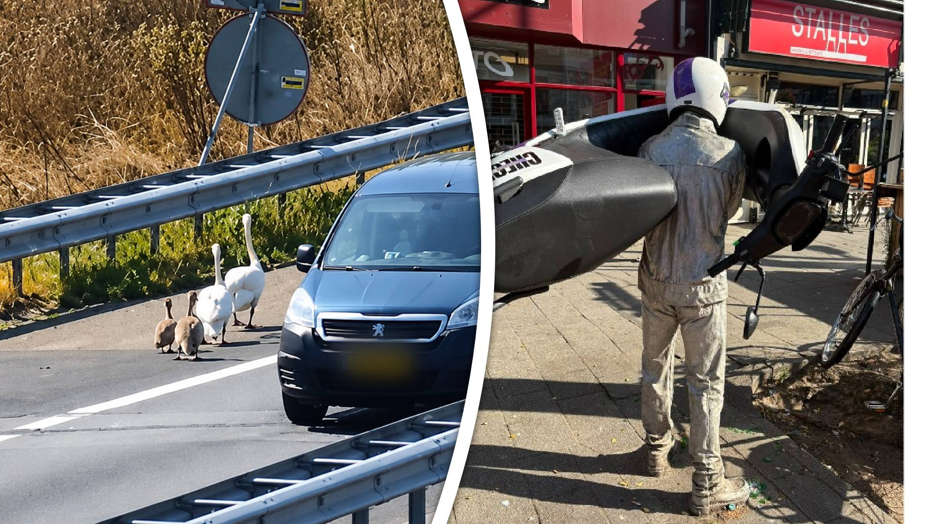 Links het zwanengezin op de vluchtstrook, recht de scooter hangt aan het beeld.