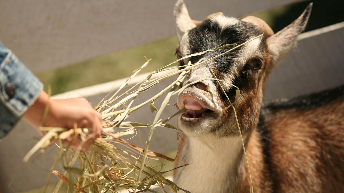 Bemiddeling in slepend conflict kinderboerderij Wellerlooi