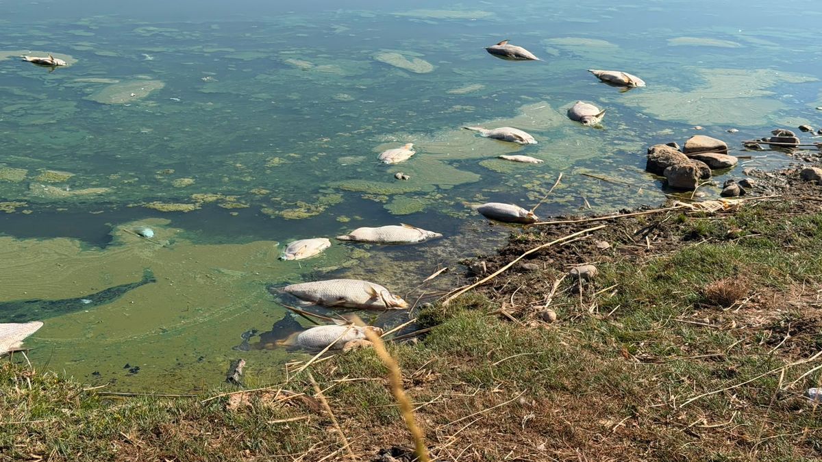 Massale vissterfte in Bathse spuiboezem: 'Nooit eerder gezien'