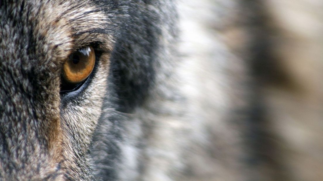 BBC2014 en CDA willen de wolf uit Coevorden weren