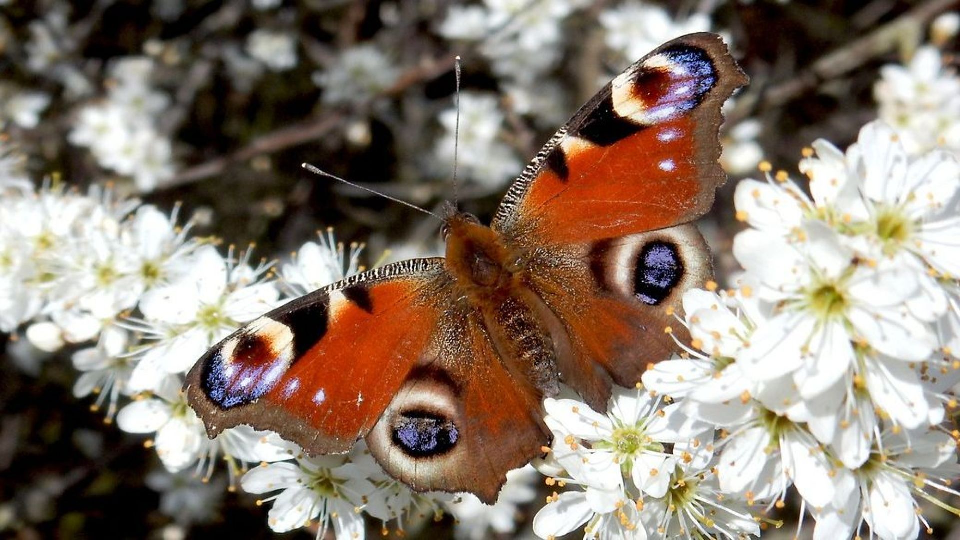Inspiratieavonden over biodiversiteit in Berkelland starten op 8 april in Neede.