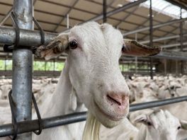 Geitenhouder in Borger mag voorlopig door, maar toekomst blijft ongewis