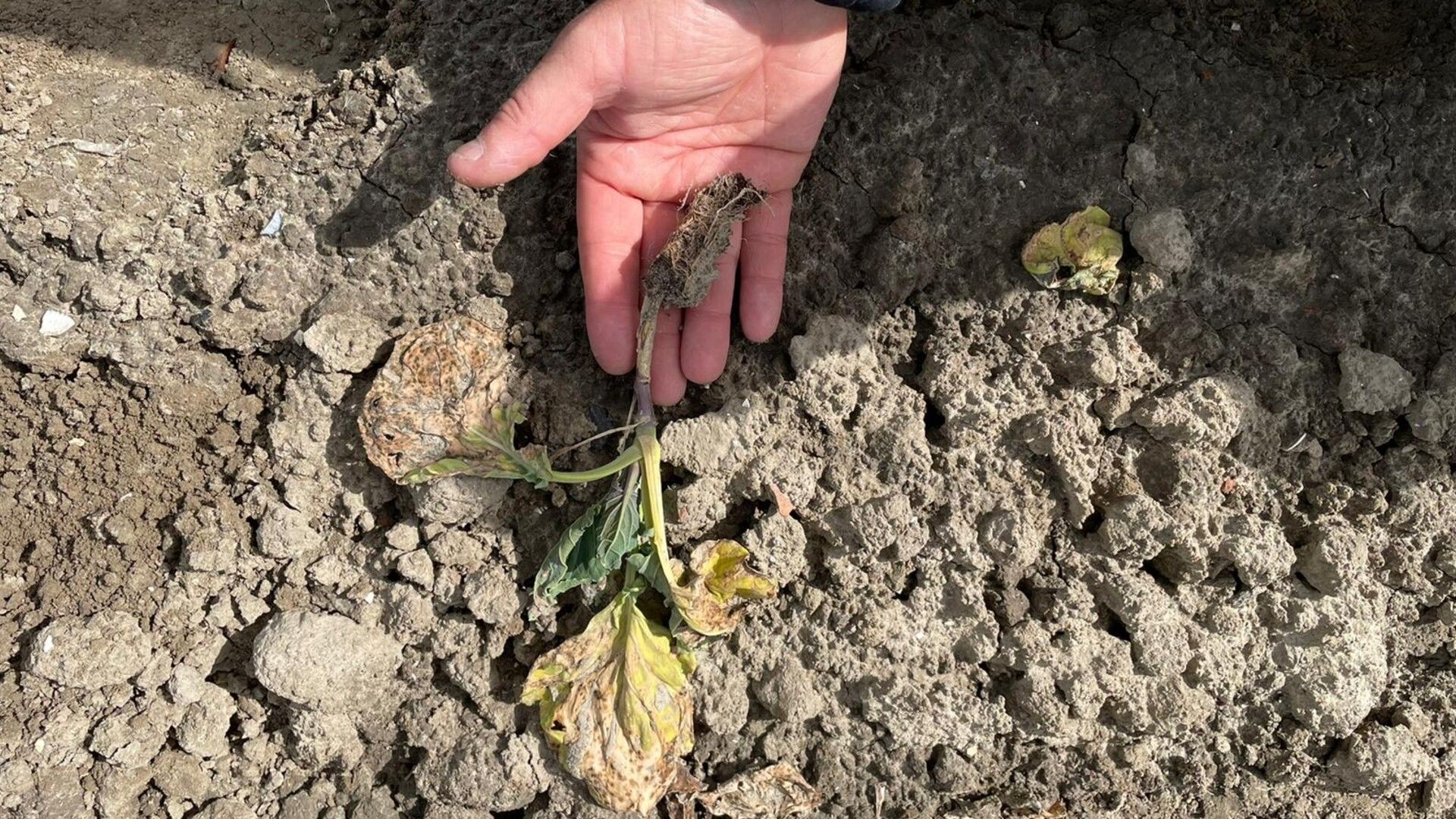 Dit spruitenstekje is na het planten door een haas uit de grond getrokken