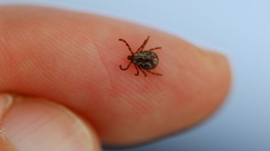 Teken liggen ook op de loer in je eigen tuin