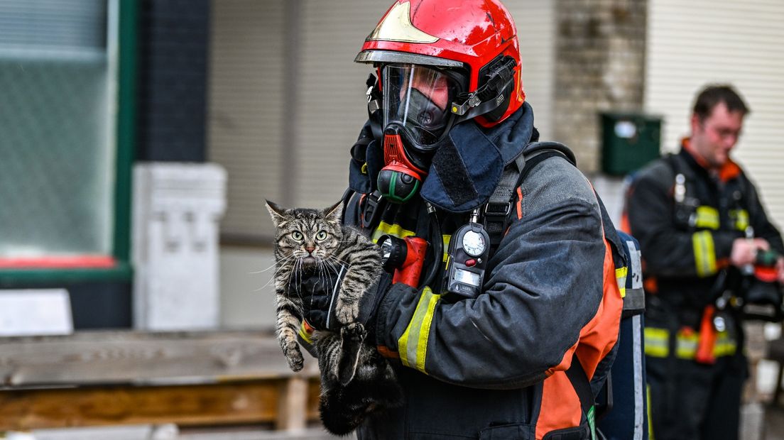 De kat die door de brandweer uit de woning is gehaald