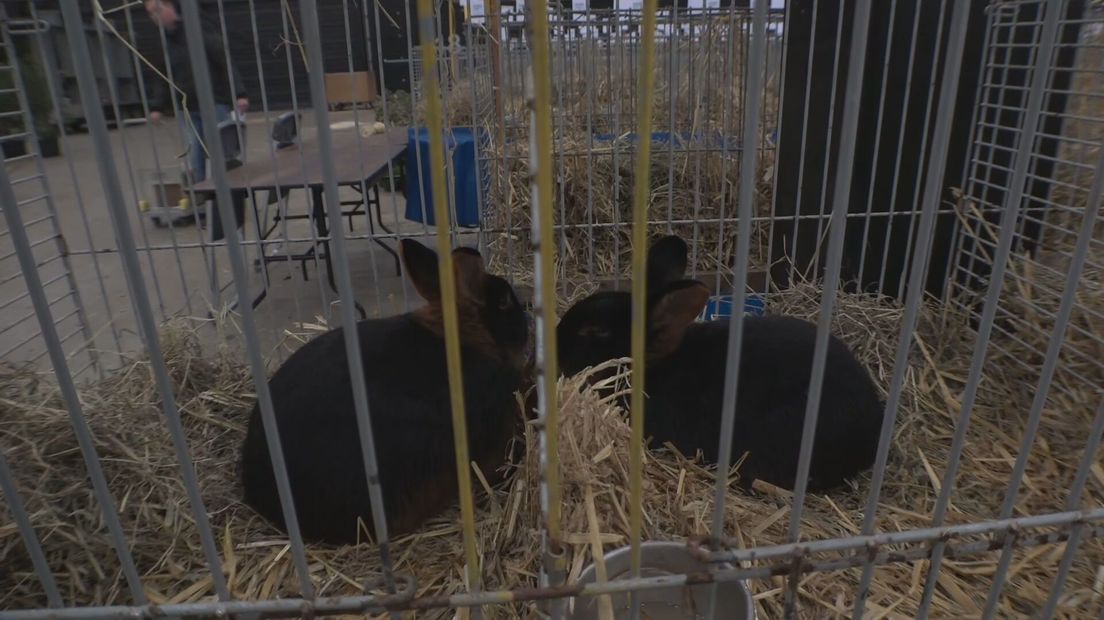 Konijnen op de Noordshow in Assen