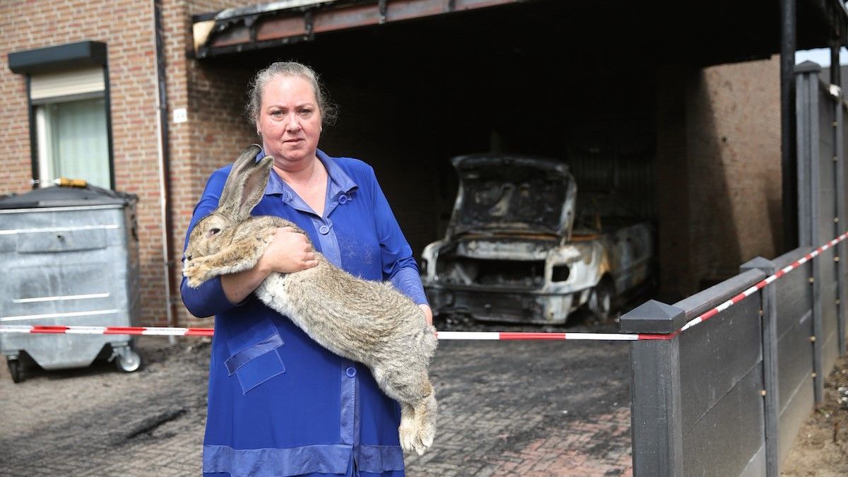 Reuzengraf voor reuzenkonijn Rambo in Roggel