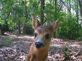 Kijk mee naar de wilde dieren van Landgoed Rheebruggen